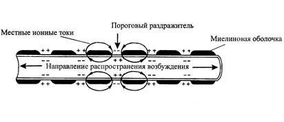 Распространение возбуждения по миелинизированным нервным волокнам - student2.ru