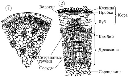 Растения, их строение. Вегетативные органы - student2.ru