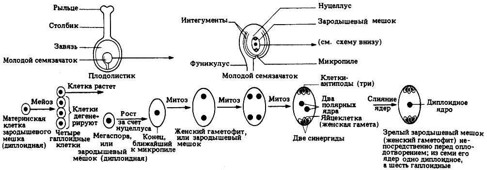 Развитие зародышевого мешка и женской гаметы - student2.ru