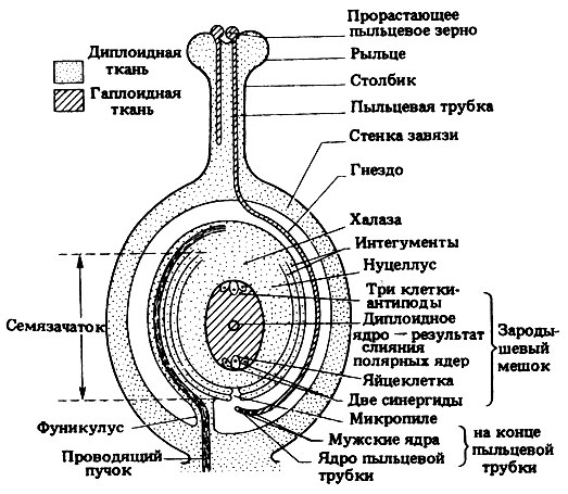 Развитие зародышевого мешка и женской гаметы - student2.ru
