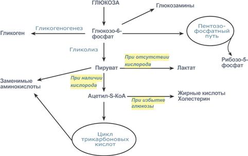 Реакции фосфорилирования и дефосфорилирования глюкозы - student2.ru