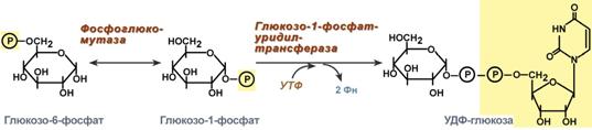 Реакции фосфорилирования и дефосфорилирования глюкозы - student2.ru