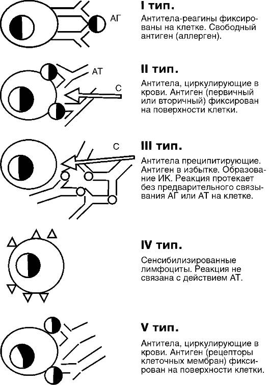 реакции гиперчувствительности - student2.ru