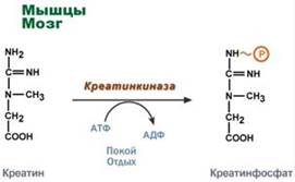 Реакции синтеза креатина в почках и печени - student2.ru