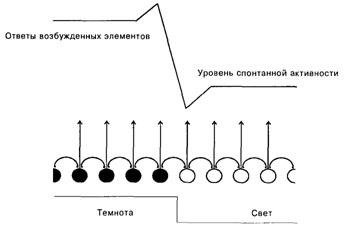 Рецептивные и проекционные поля нейронов - student2.ru
