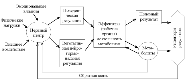 рефлекс и функциональная система. возбуждение цнс - student2.ru