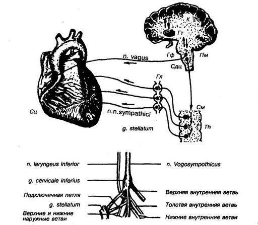 рефлекторная регуляция. эфферентные нервы сердца - student2.ru