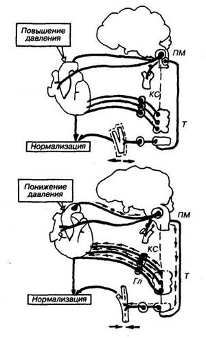 рефлекторная регуляция. эфферентные нервы сердца - student2.ru