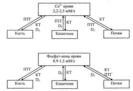 регуляция обмена кальция и фосфора в организме - student2.ru