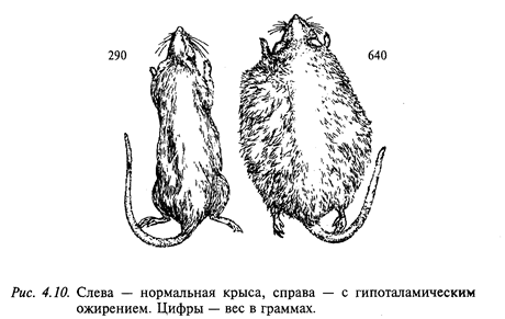 регуляция пищевого поведения - student2.ru