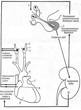 Регуляция секреции АДГ - student2.ru
