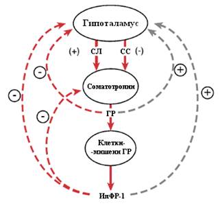 Регуляция секреции и физиологические эффекты соматотропина - student2.ru