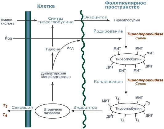 Регуляция синтеза и секреции - student2.ru