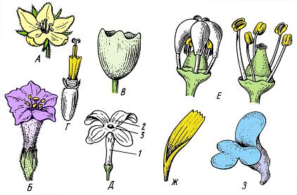 Репродуктивные органы цветковых растений - student2.ru