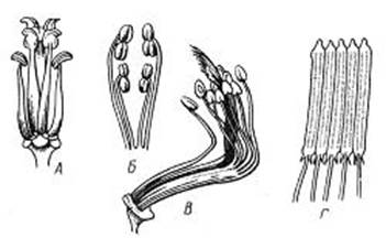 Репродуктивные органы цветковых растений - student2.ru