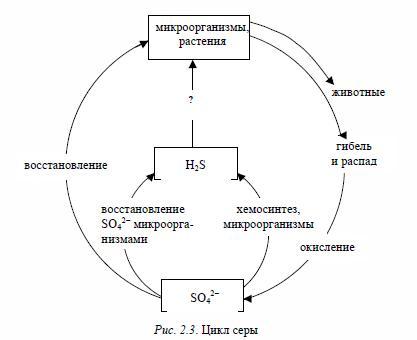 Роль фосфора и серы в жизни растений. Циклы фосфора и серы. - student2.ru