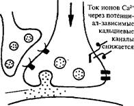 роль ионных процессов и внутриклеточных веществ в пластичности нейронов - student2.ru