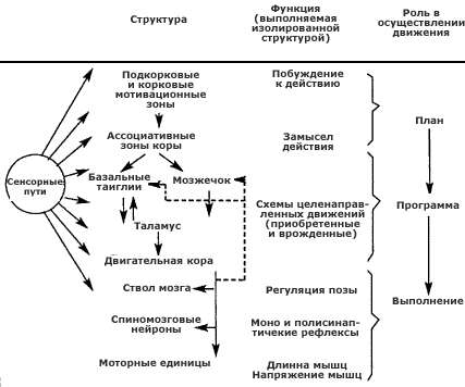 Глава 2. Психофизиология двигательной активности. - student2.ru