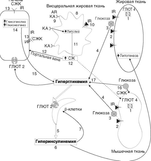 Сахарный диабет 2 типа (от преобладающей инсулинорезистентности с относительным инсулинодефицитом до преобладающего дефекта секреции инсулина с инсулинорезистентностью) - student2.ru