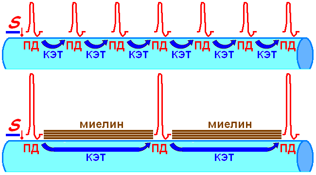 Сальтаторное проведение потенциалов действия - student2.ru