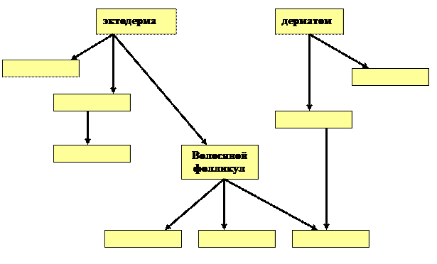 Самостоятельная работа. Тема:Кожа и её производные - student2.ru