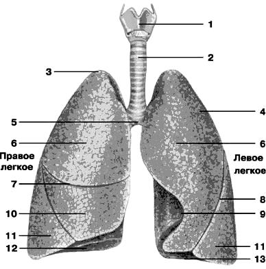 Сегментарное строение лёгких - student2.ru