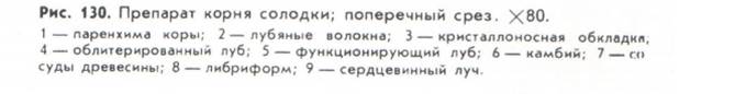 Сем. бобовые – Fabaceae - student2.ru