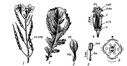 Семейство Бобовые – Fabaceae - student2.ru