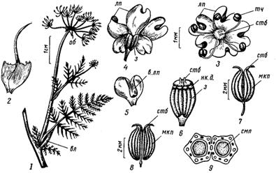 Семейство Бобовые – Fabaceae - student2.ru