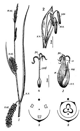 Семейство Осоковые – Cyperaceae - student2.ru