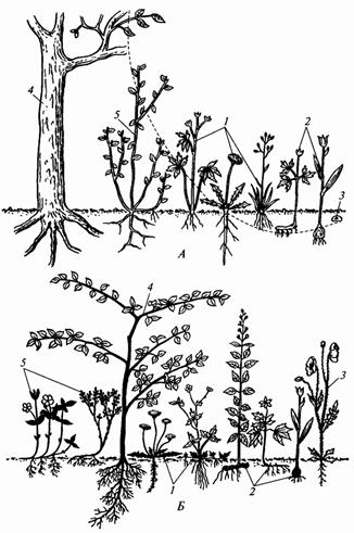 Семейство Осоковые – Cyperaceae - student2.ru