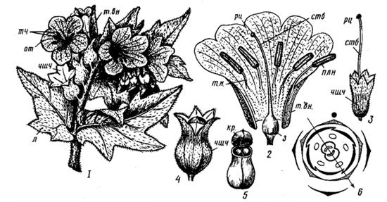 Семейство ПаслЁновые – Solanaceae - student2.ru