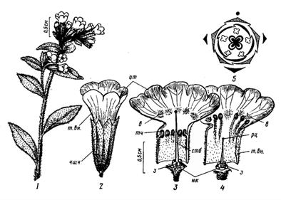 Семейство ПаслЁновые – Solanaceae - student2.ru