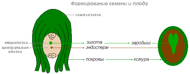 Семя. Его развитие и образование. Типы семян и их строение - student2.ru