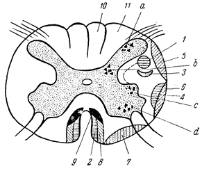 серое вещество спинного мозга (сегментарный аппарат); сегментарные расстройства - student2.ru