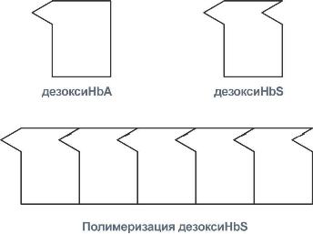 Серповидно-клеточная анемия - student2.ru