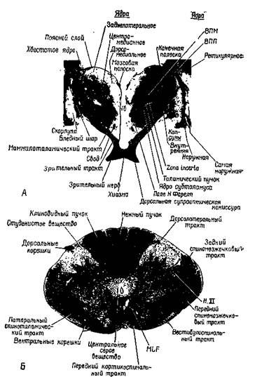 сервоконтроль мышечных сокращений - student2.ru