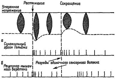 сервоконтроль мышечных сокращений - student2.ru