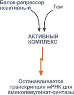 Синтез гема из порфобилиногена - student2.ru