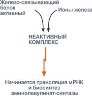 Синтез гема из порфобилиногена - student2.ru