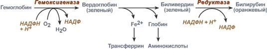 Синтез гема из порфобилиногена - student2.ru