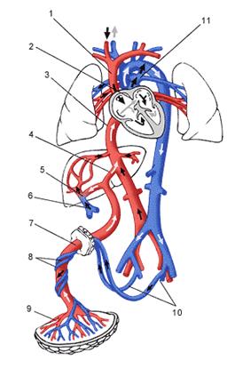 Система кровообращения плода - student2.ru