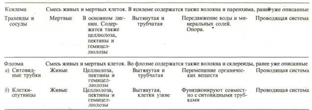 система механических, или арматурных, тканей - student2.ru