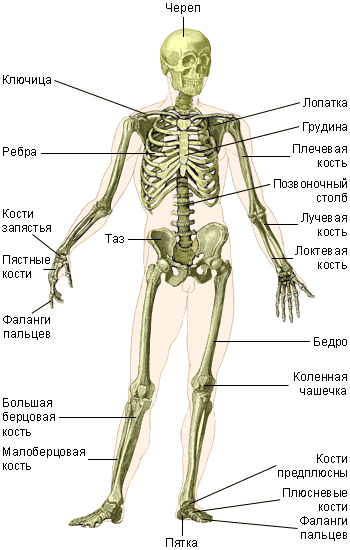 Скелет человека. Функции и основные кости - student2.ru