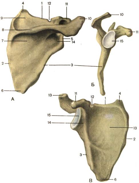 Скелет плечевого пояса - student2.ru