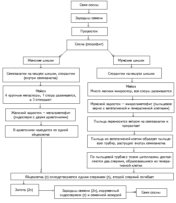 Схема 2. Цикл развития зеленого мха - student2.ru