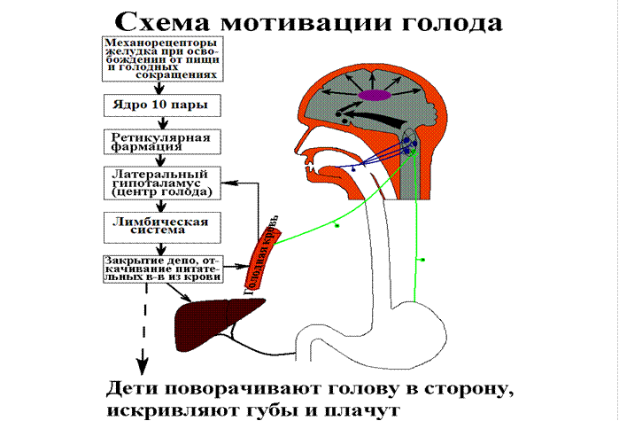 Схема ФУС поддержания оптимально количества питательных веществ в крови - student2.ru