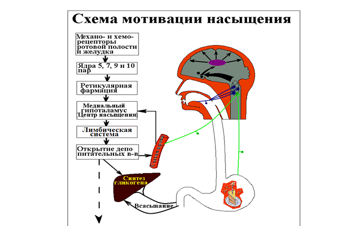 Схема ФУС поддержания оптимально количества питательных веществ в крови - student2.ru