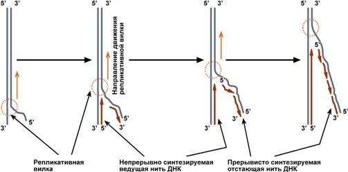 Схема полуконсервативного способа синтеза ДНК - student2.ru