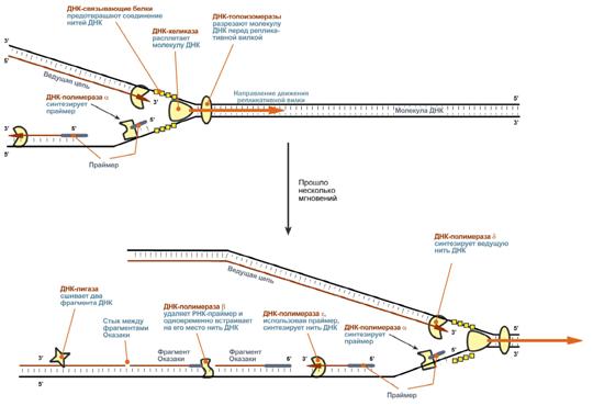 Схема полуконсервативного способа синтеза ДНК - student2.ru